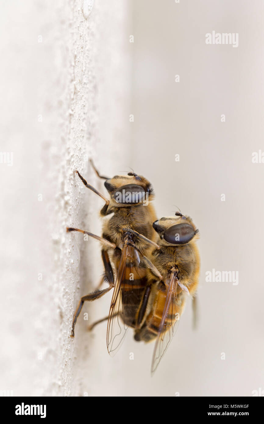 Mating hover flies in Wales. Stock Photo