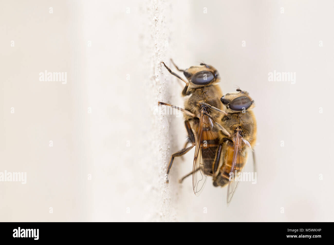 Mating hover flies in Wales. Stock Photo