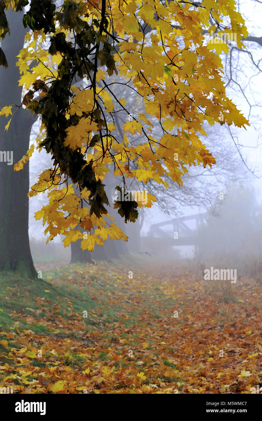 mystery, natural, nature, outdoor, root, scene, season, spooky, tree, weather, winter, wood, woodland, Stock Photo