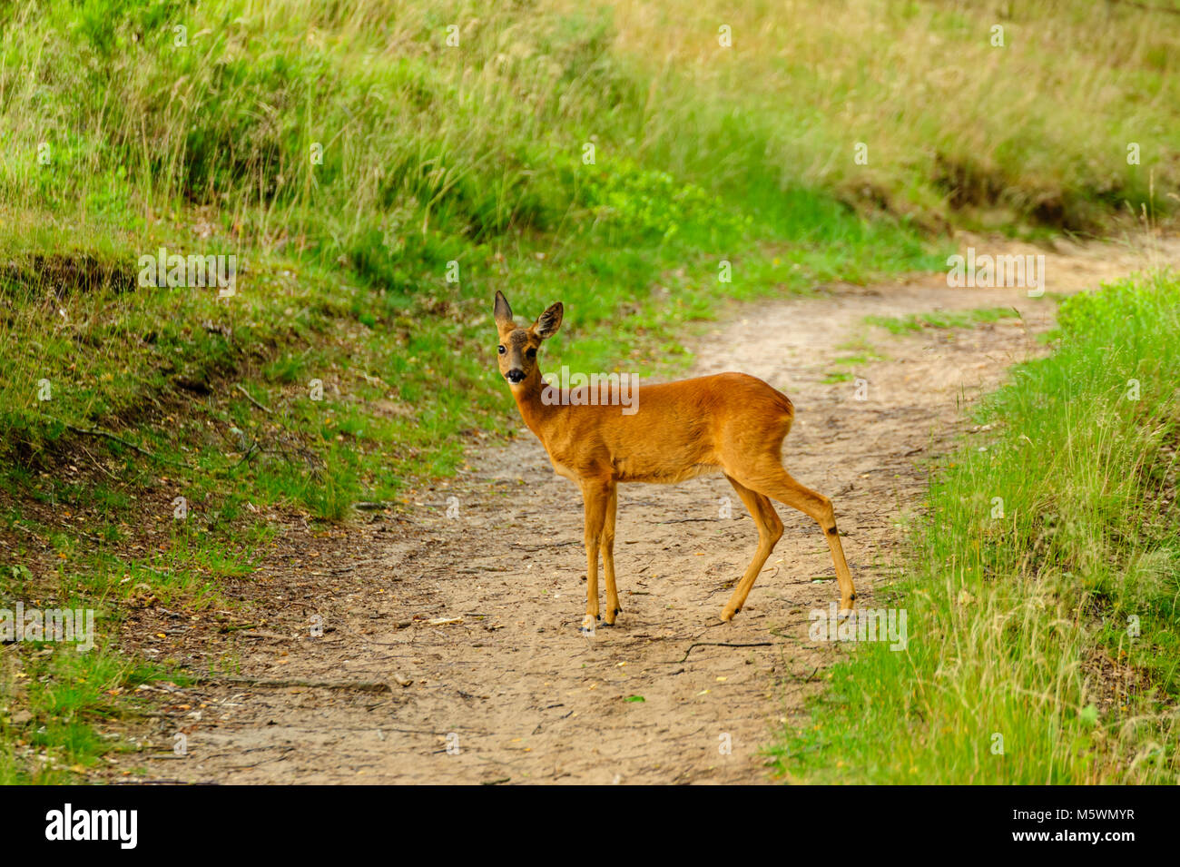 Shy deer standing on a trail at daylight in nature reserve Fischbeker Heide. Stock Photo