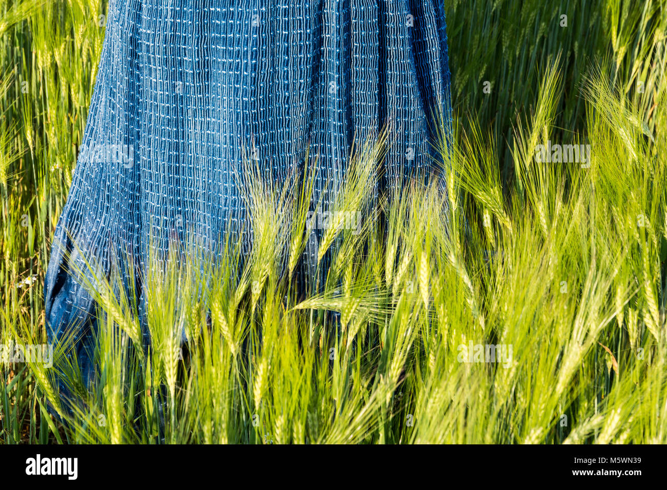 Romantic spring scene with blue skirt in green barley field. Hordeum vulgare. Long female dress in grain spikes of sunlit cornfield. Hot sunny weather. Stock Photo
