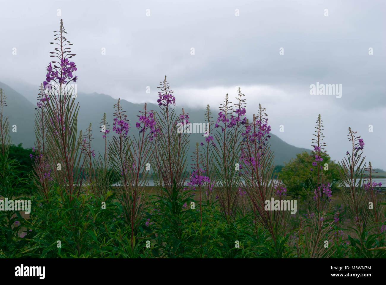 Wild flowers with Glencoe landscape and Loch Leven Stock Photo
