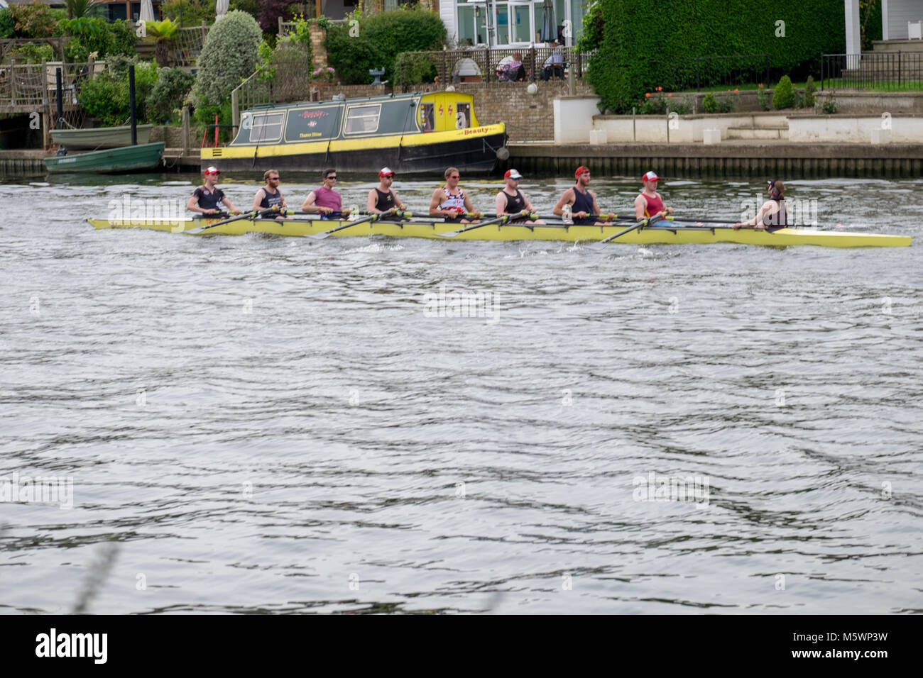 rowers on the river thames Stock Photo Alamy