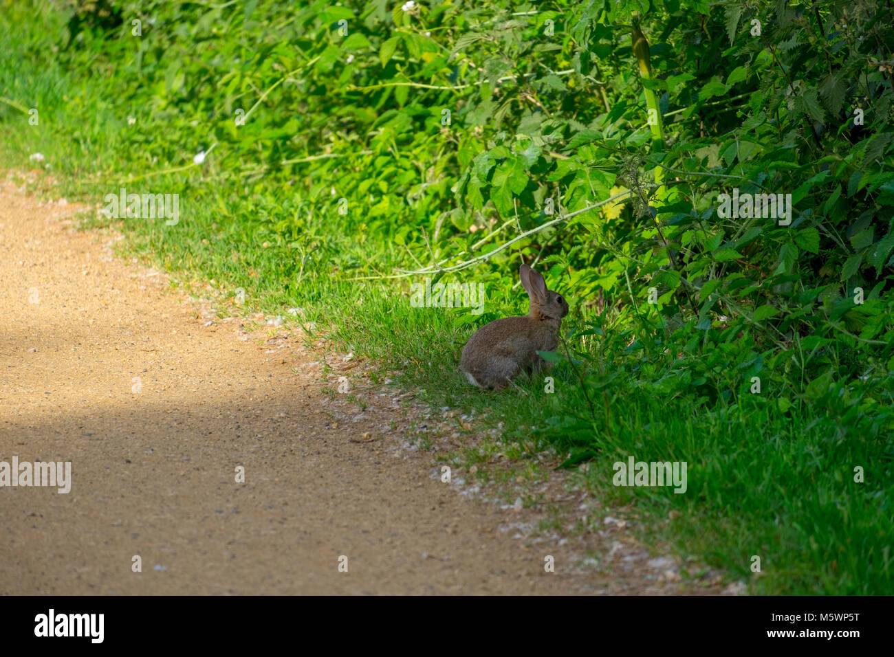 grey rabbit foraging for food wild Stock Photo - Alamy