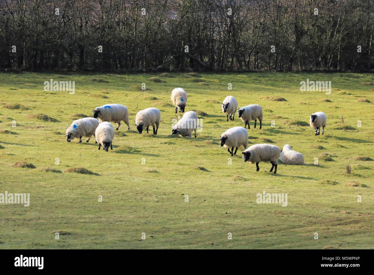 Sheep grazing in a field in the UK Stock Photo