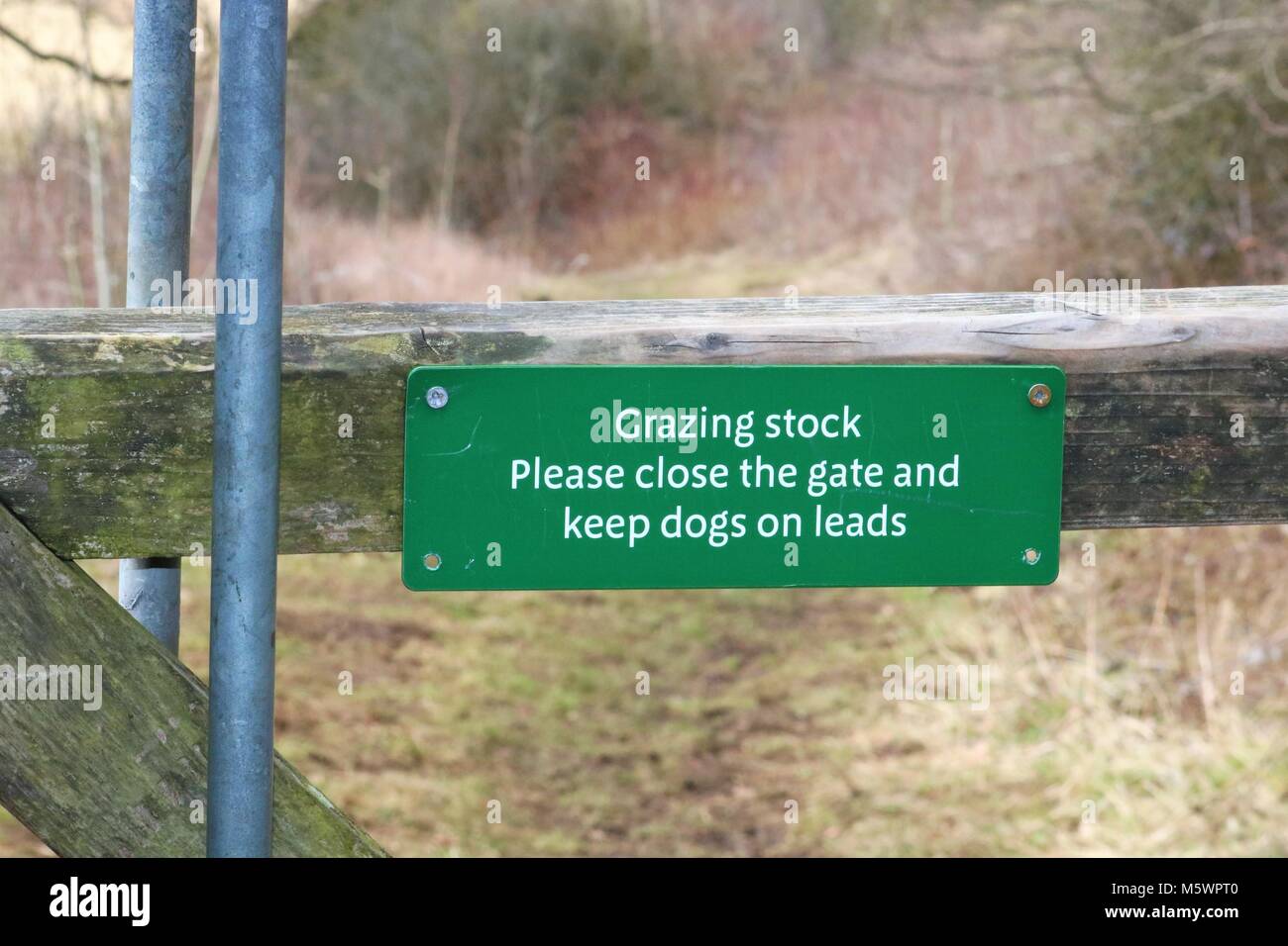 'Grazing stock please close the gate and keep dogs on leads' green sign on gate in countryside, UK. Stock Photo