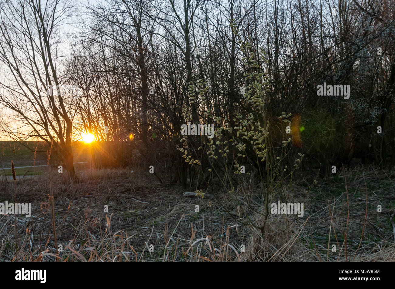 Willow Catkins in backlight. with lens flare. Stock Photo