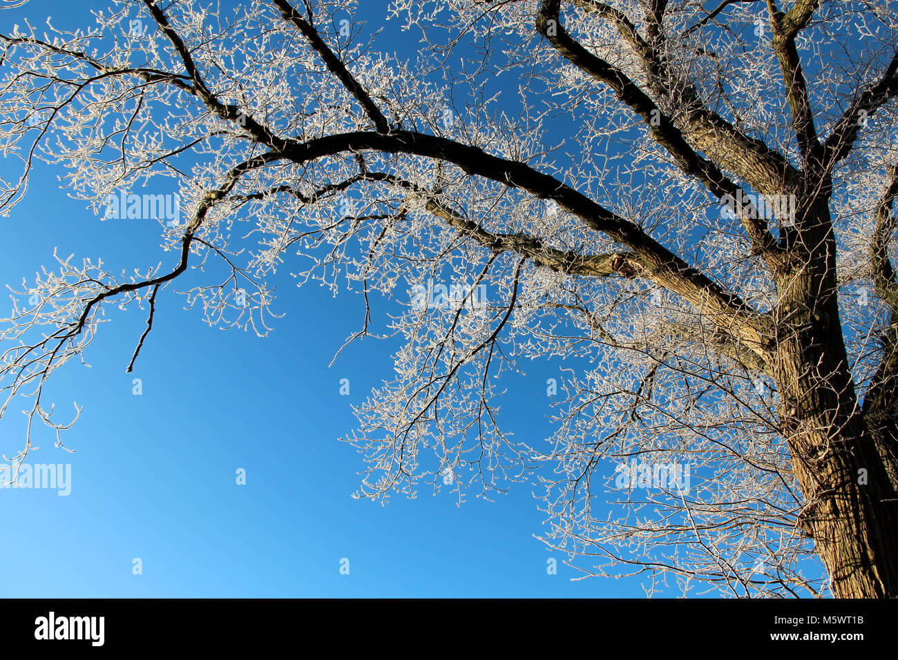 Frosty winter trees against a blue sky Stock Photo - Alamy
