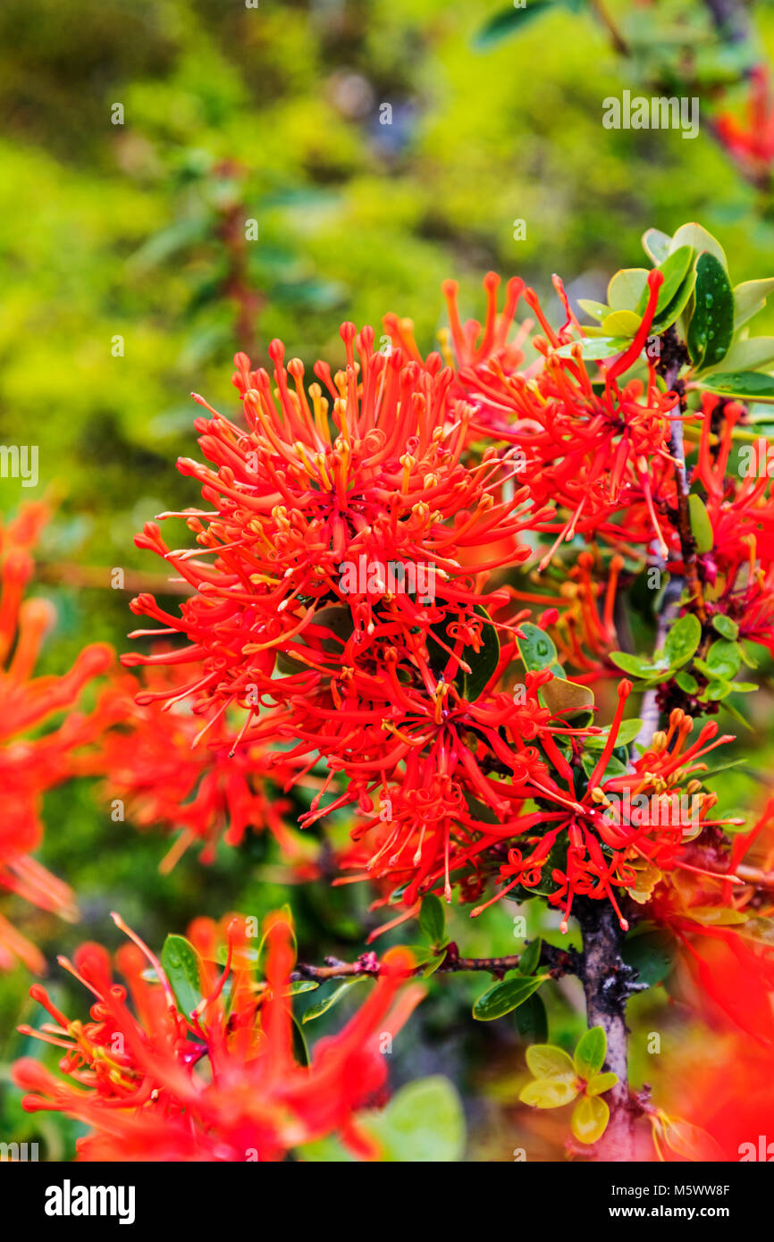 Red blossomed Chilean fire bush; Embothrium coccineum; inflorescence; Torres del Paine National Park; Chile Stock Photo