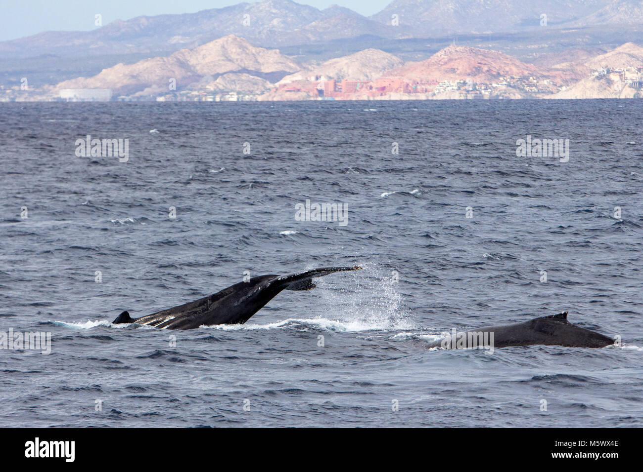 Humpback whale throwing its tail fluke high in the air in a competitive ...