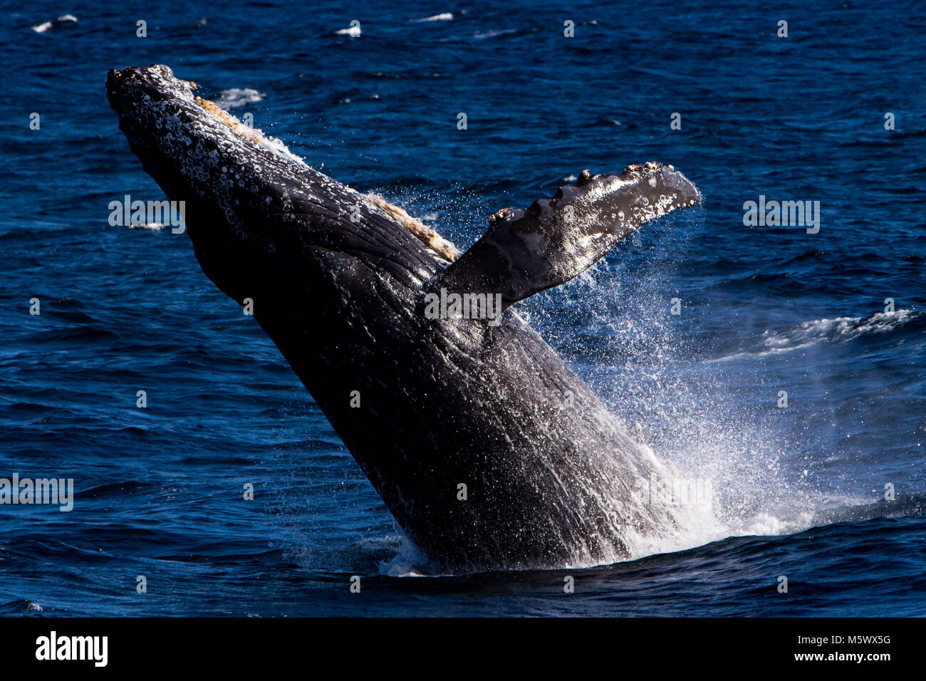Humpback whale breaching off of Cabo San Lucas in Baja, Mexico Stock Photo