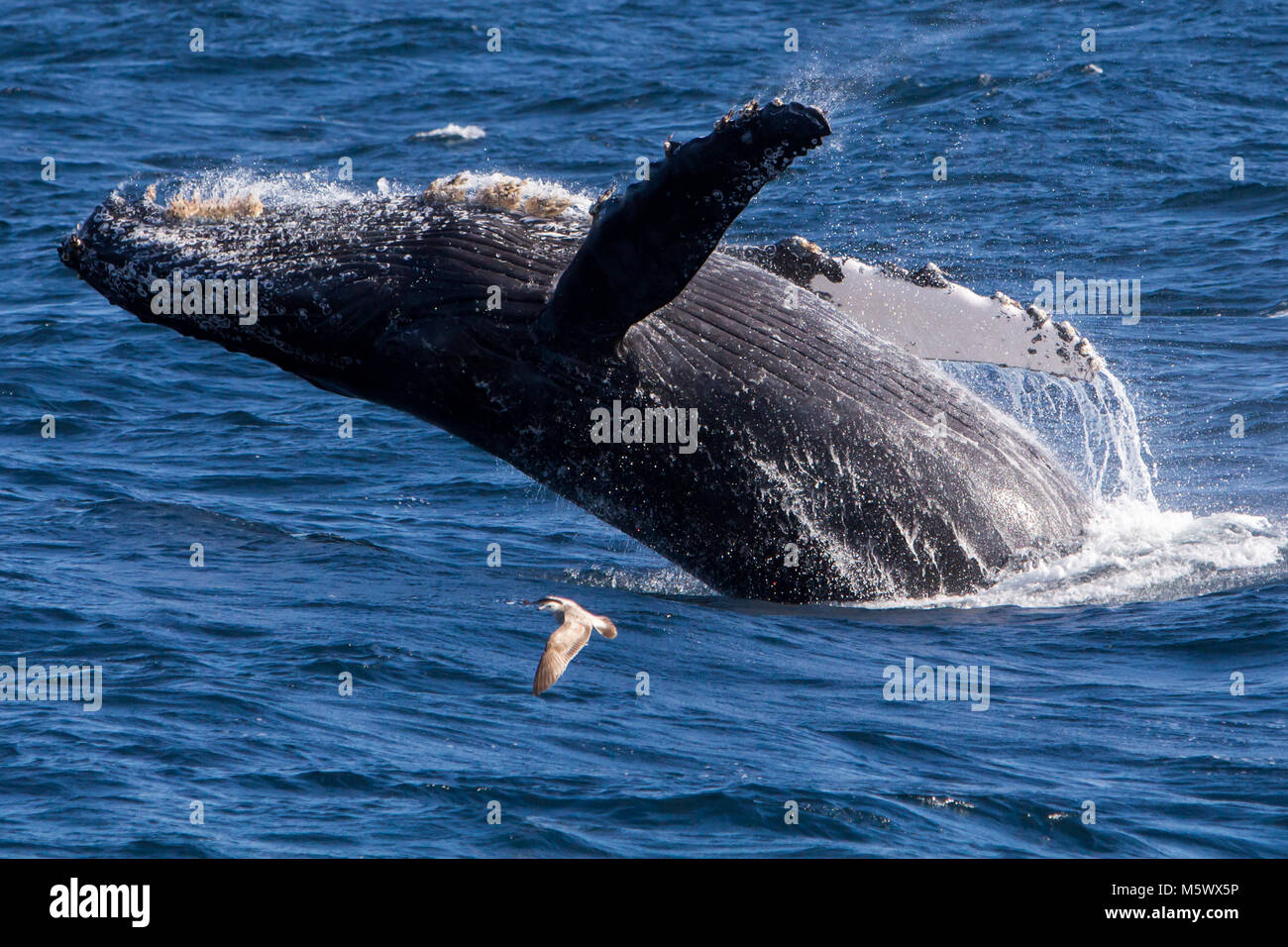 Humpback whale breaching off of Cabo San Lucas in Baja, Mexico Stock Photo