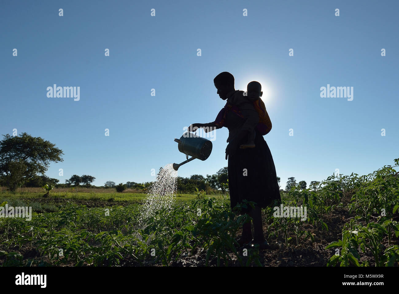 Rhoda Nyoni, her son Moses on her back, waters a community vegetable garden in Kayeleka Banda, Malawi. Stock Photo