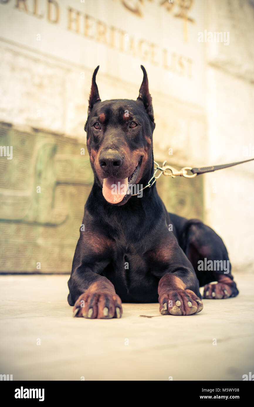 Doberman Pinscher black German Durbin Stock Photo Alamy
