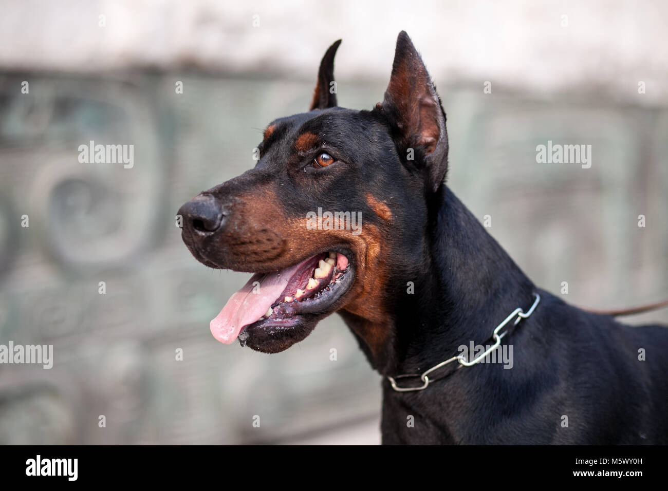 Доберман мальчик. Доберман. Доберман гигант. Доберман-пинчер шоколадный. Бойцовские породы собак доберман.