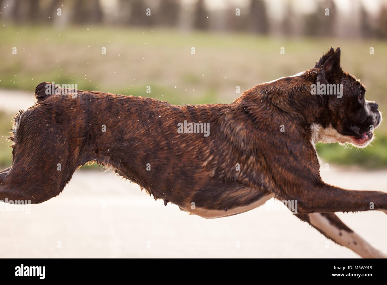 The boxer, playing in the park Stock Photo - Alamy