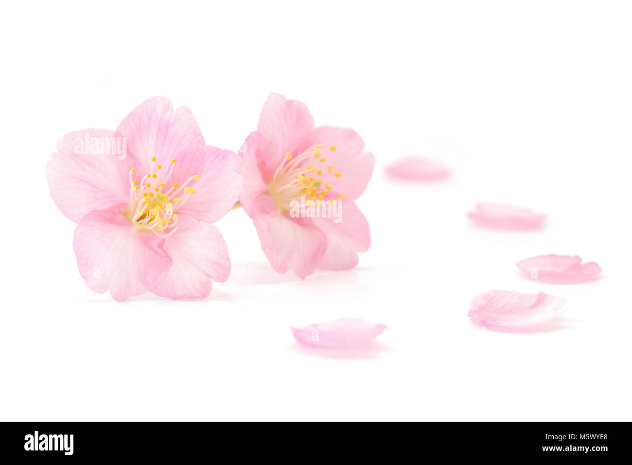 Japanese cherry blossom isolated on white background Stock Photo - Alamy