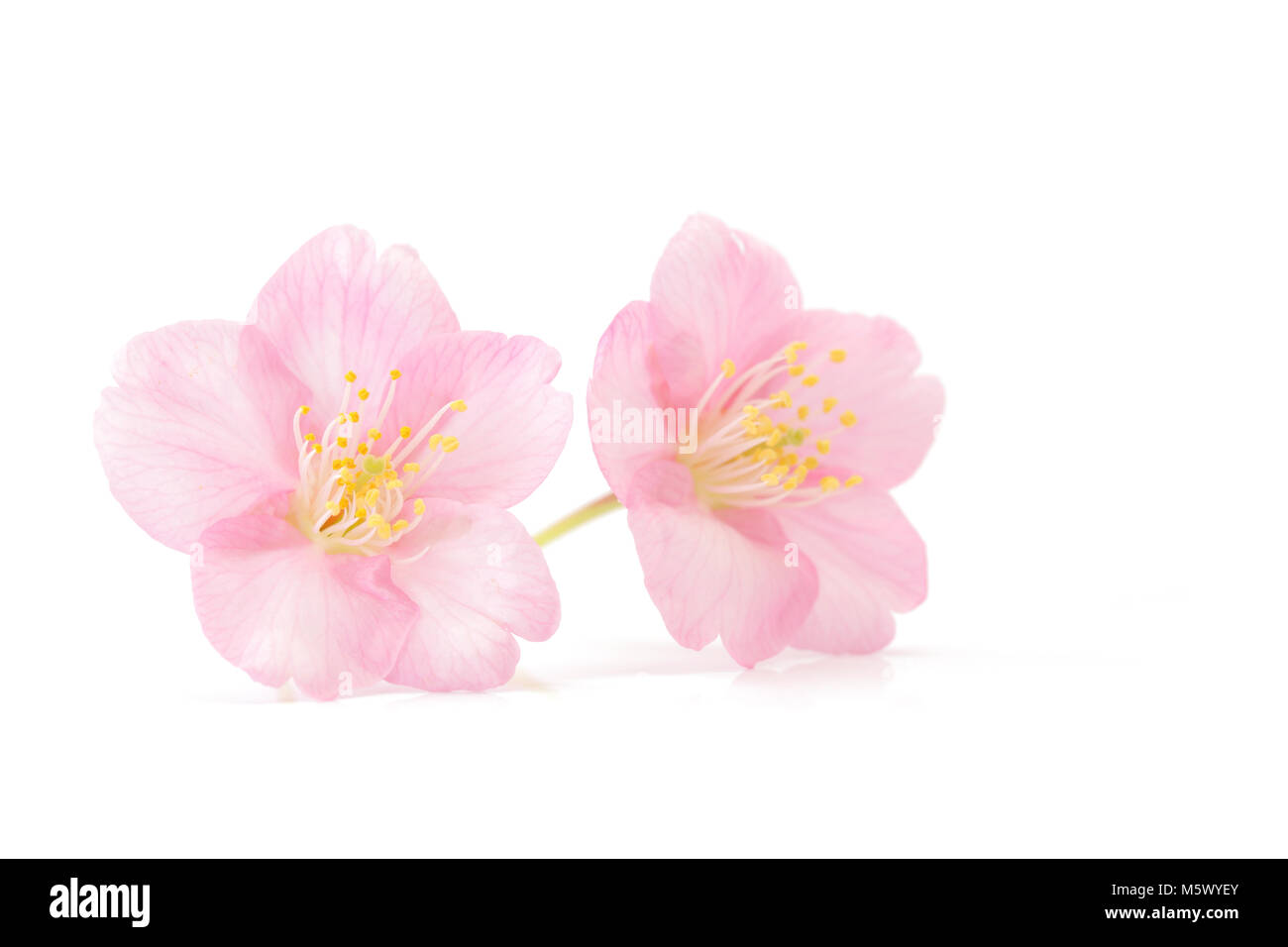 Japanese cherry blossom isolated on white background Stock Photo - Alamy