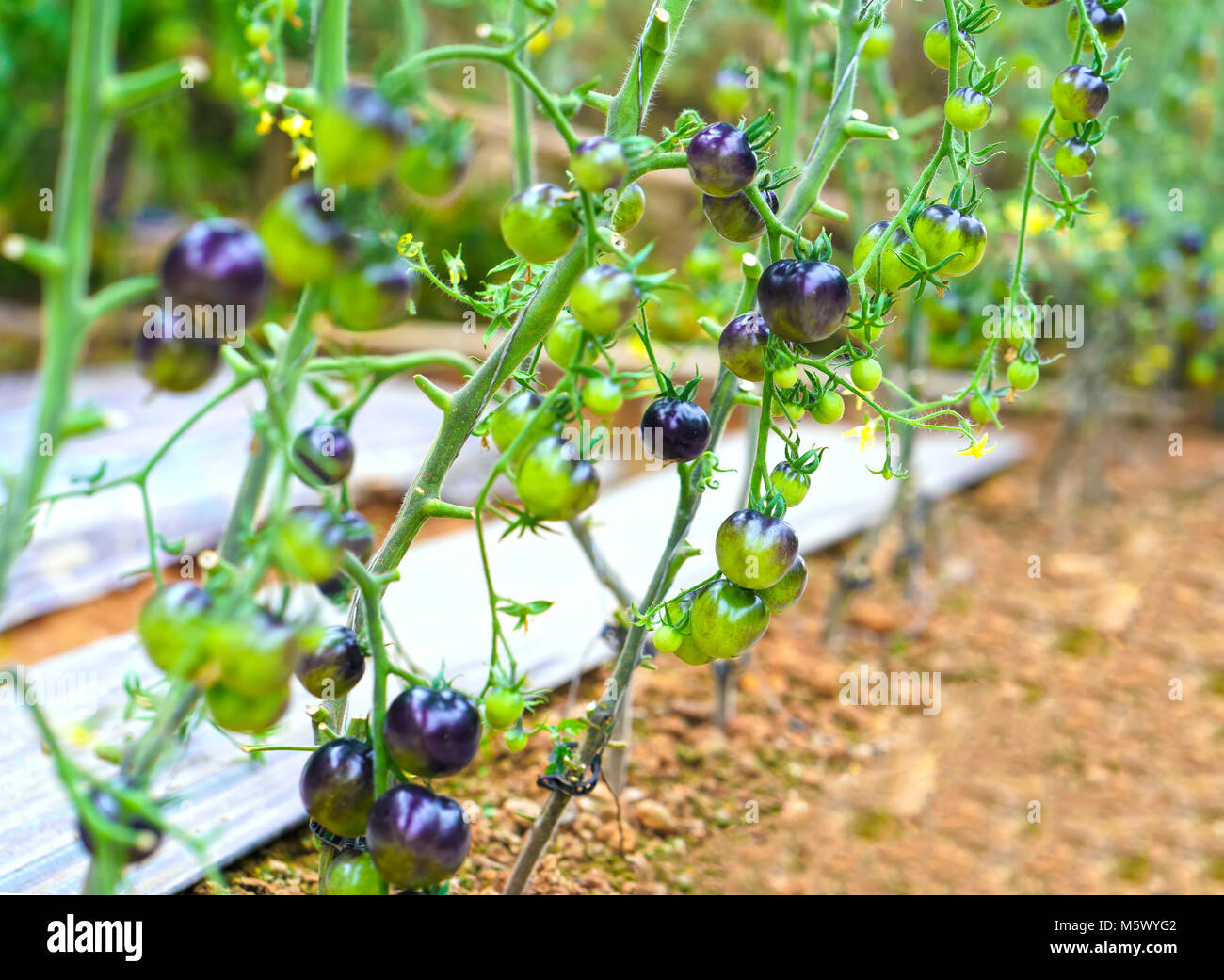 Indigo Rose Black tomato vine ripe in the garden. This type bred from ...