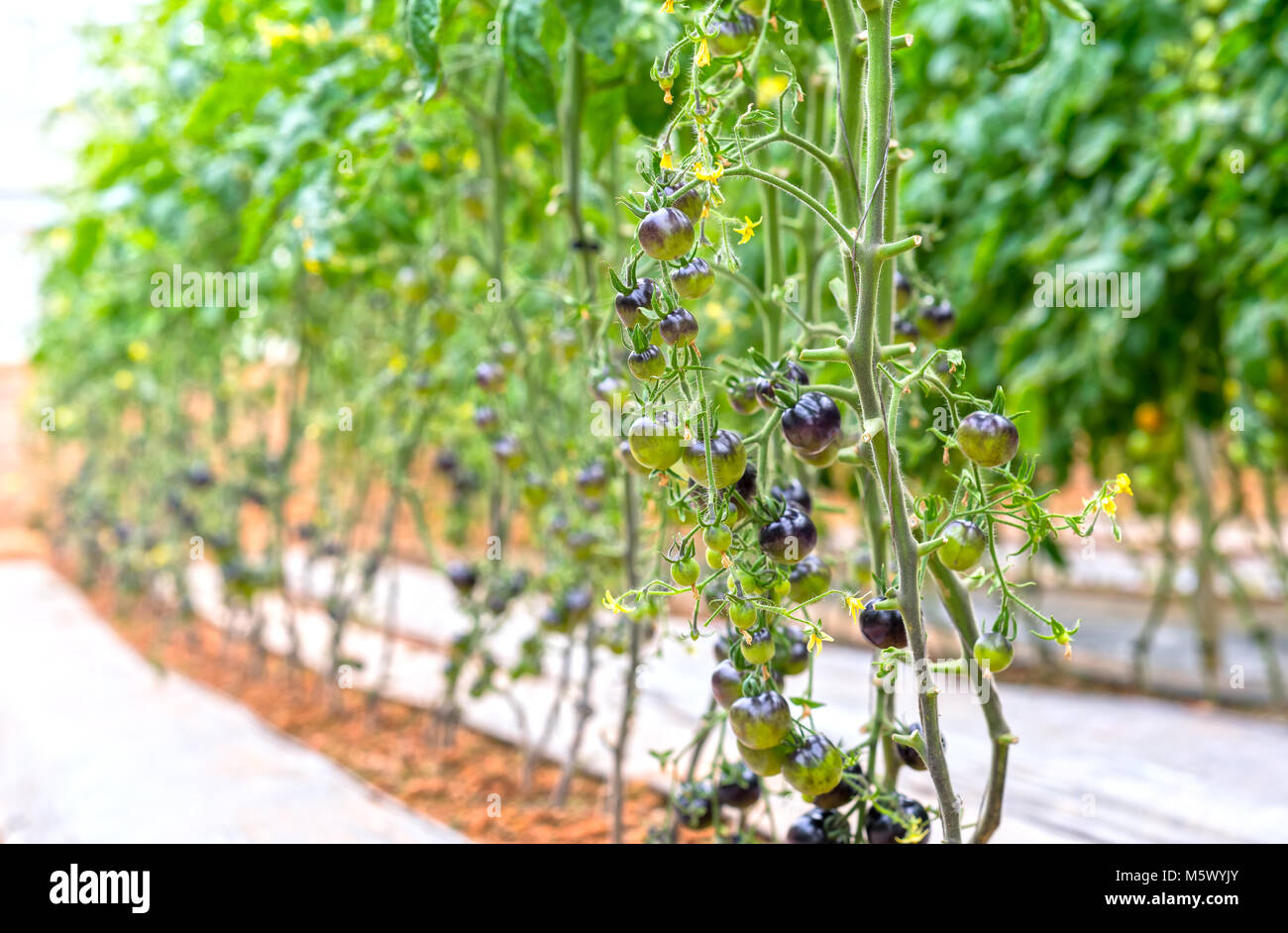 Indigo Rose Black tomato vine ripe in the garden Stock Photo - Alamy