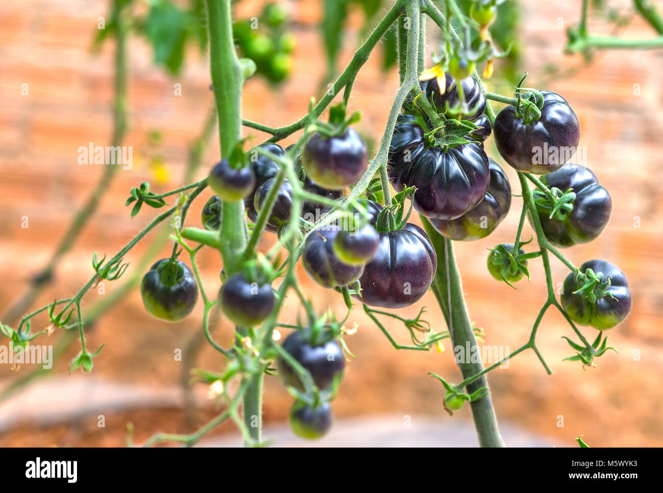 Indigo Rose Black tomato vine ripe in the garden. This type bred from ...