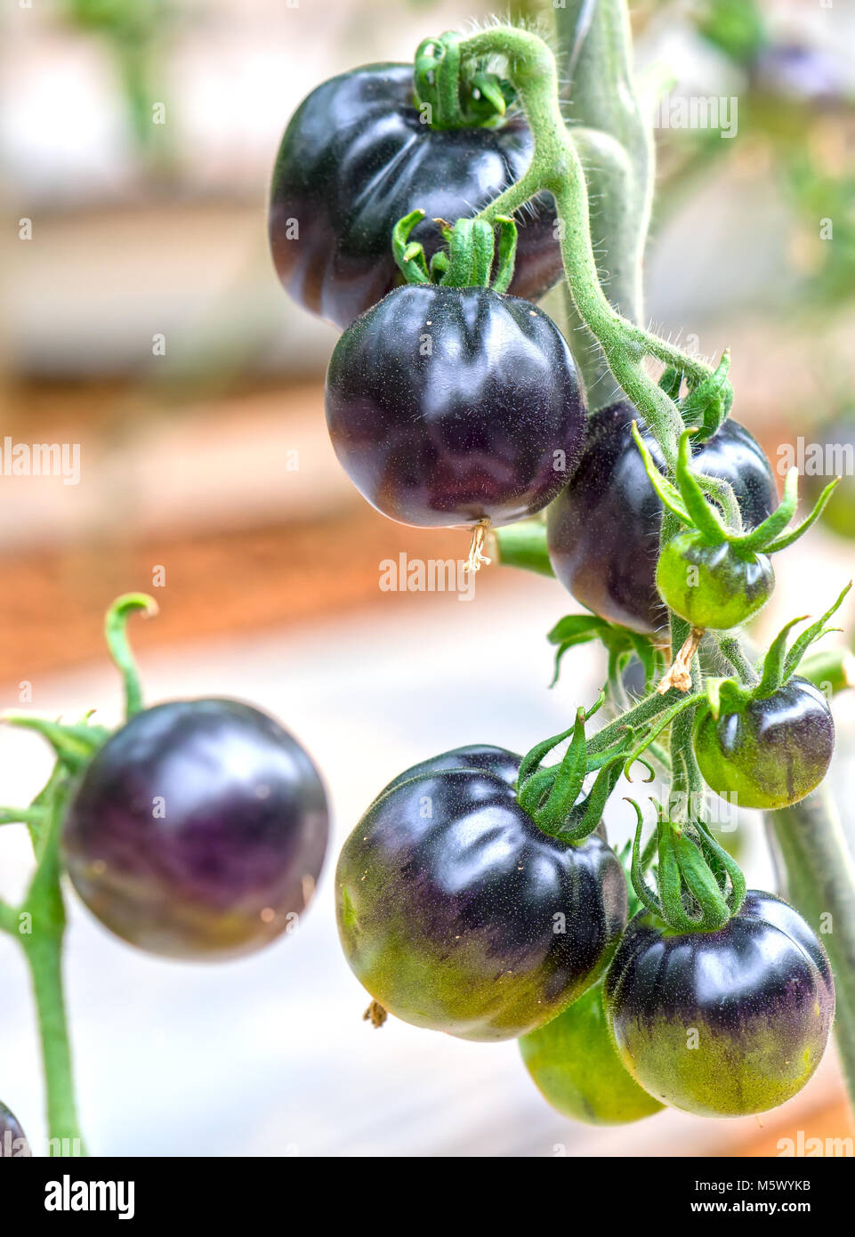 Indigo Rose Black tomato vine ripe in the garden. This type bred from ...