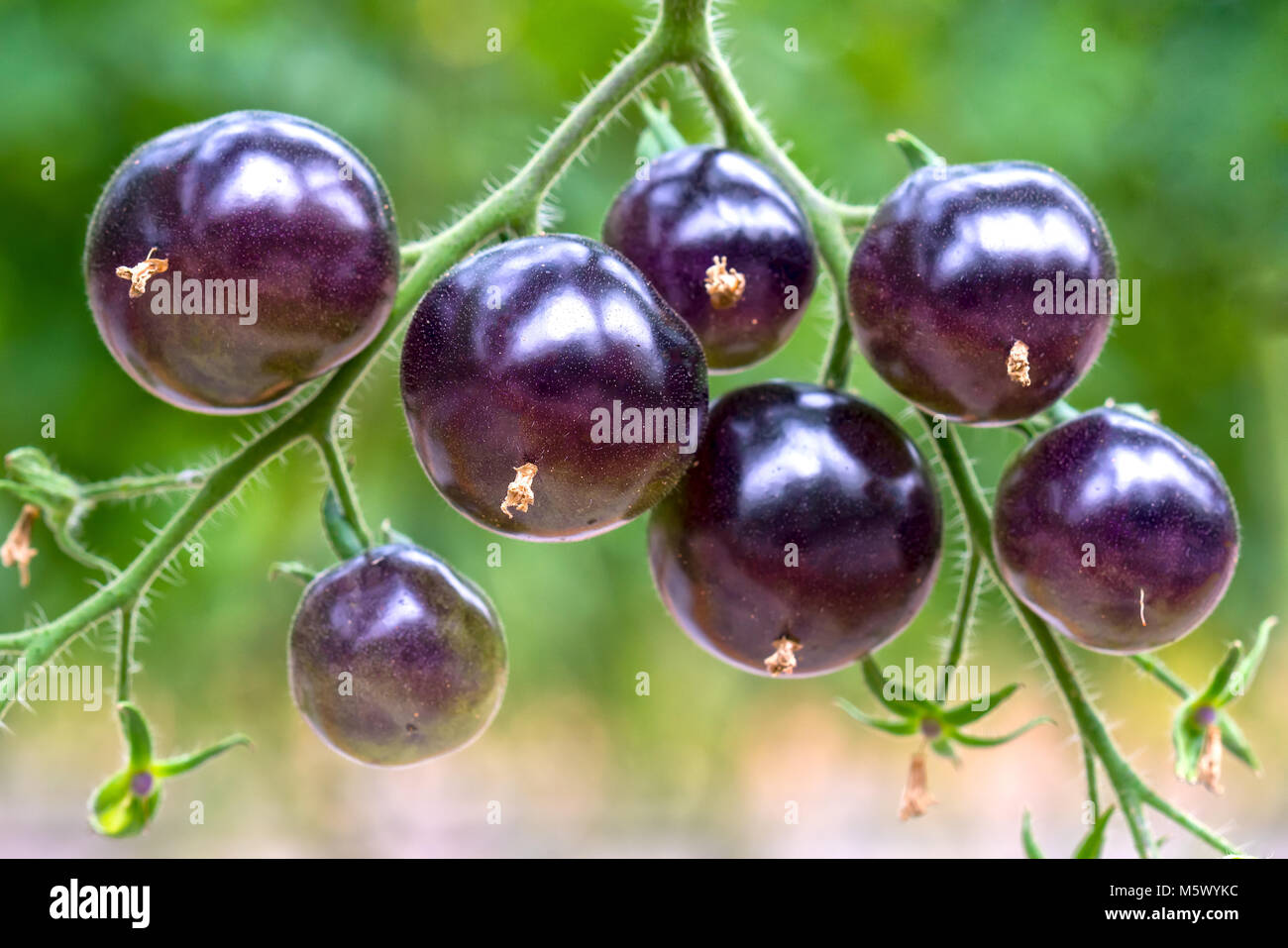Indigo Rose Black tomato vine ripe in the garden. This type bred from ...