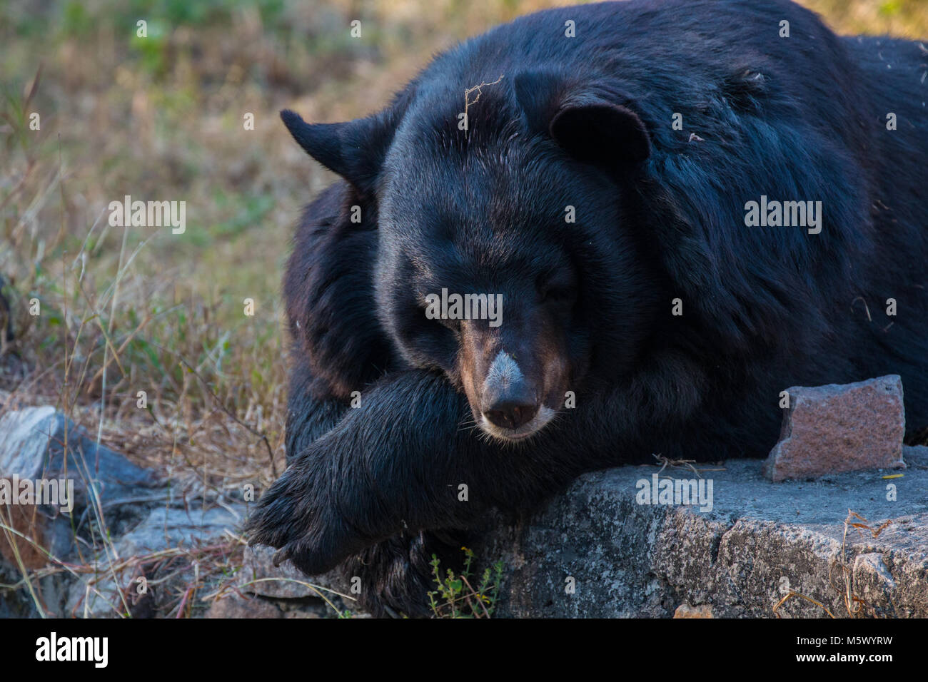 National Zoological Park, New Delhi, India Stock Photo