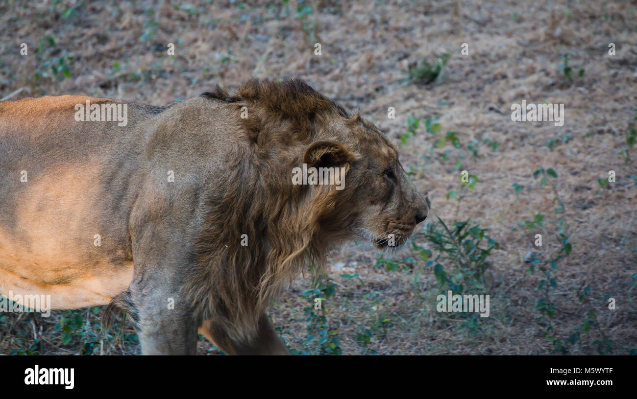 Delhi national park hi-res stock photography and images - Alamy Delhi national park hi-res stock photography and images - Alamy