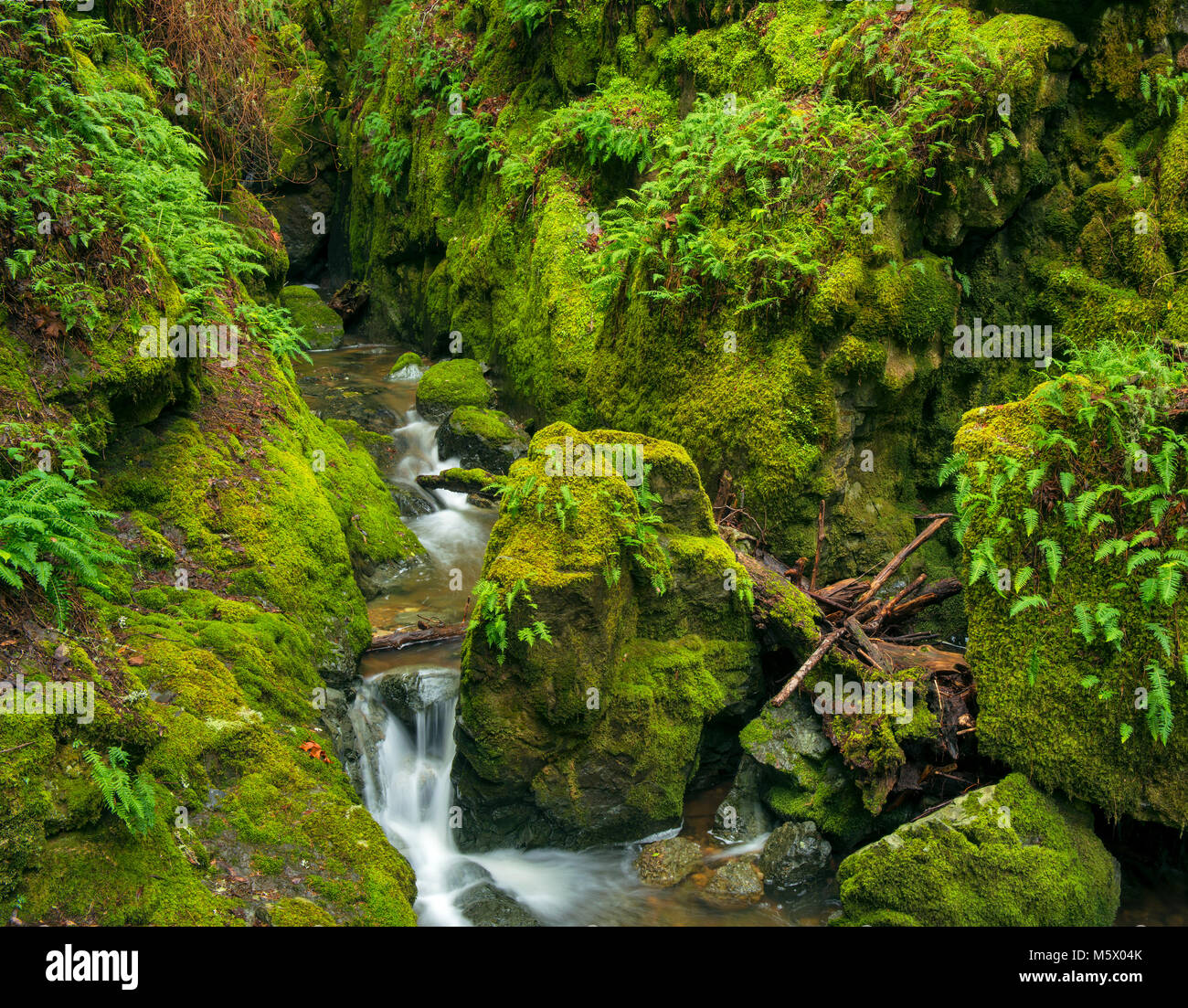 Cataract Creek, Cataract Canyon, Mount Tamalpais, Marin County, California Stock Photo