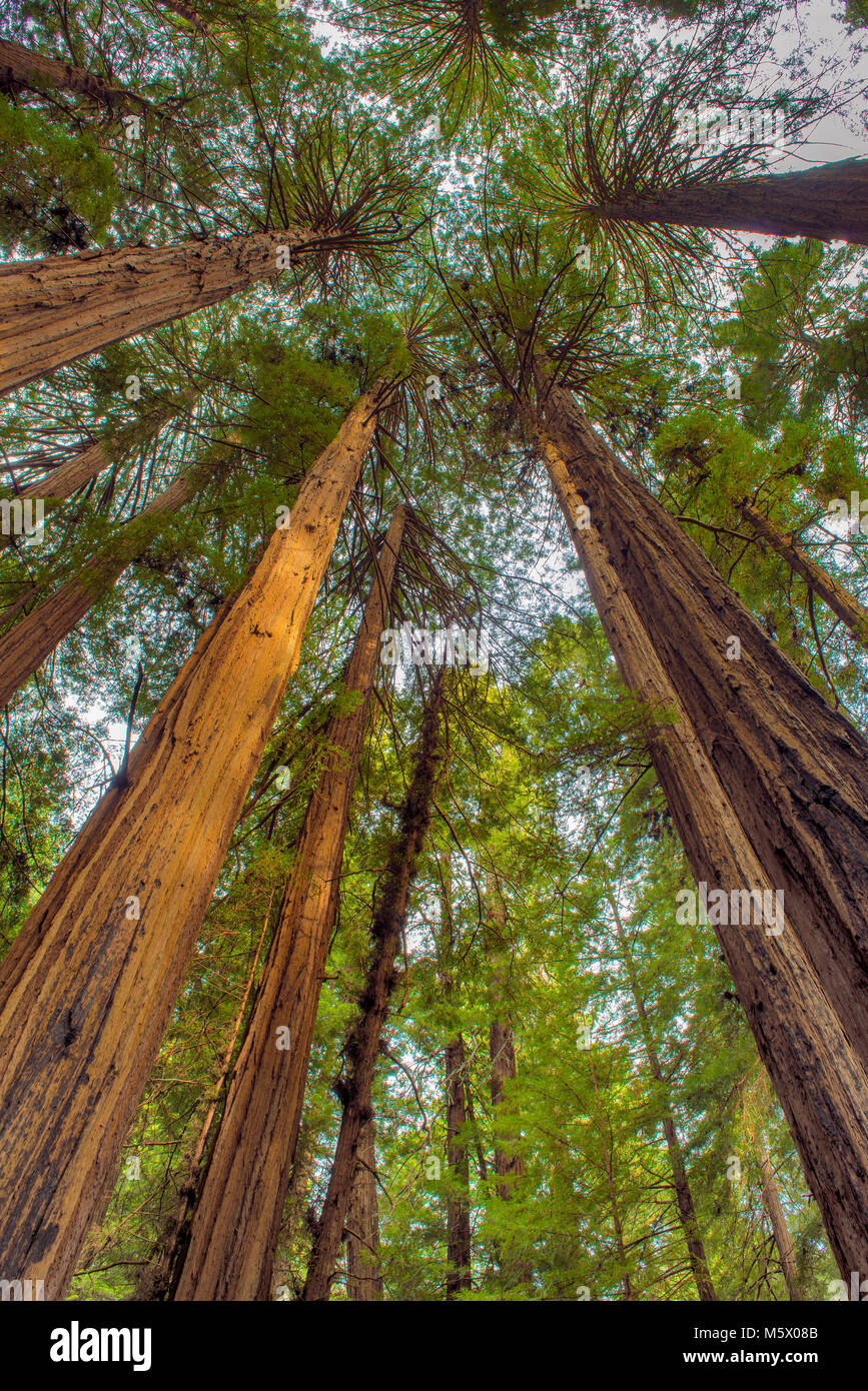 Cathedral Ring, Redwoods, Sequoia sempervirens, Muir Woods National Monument, Marin County, California Stock Photo