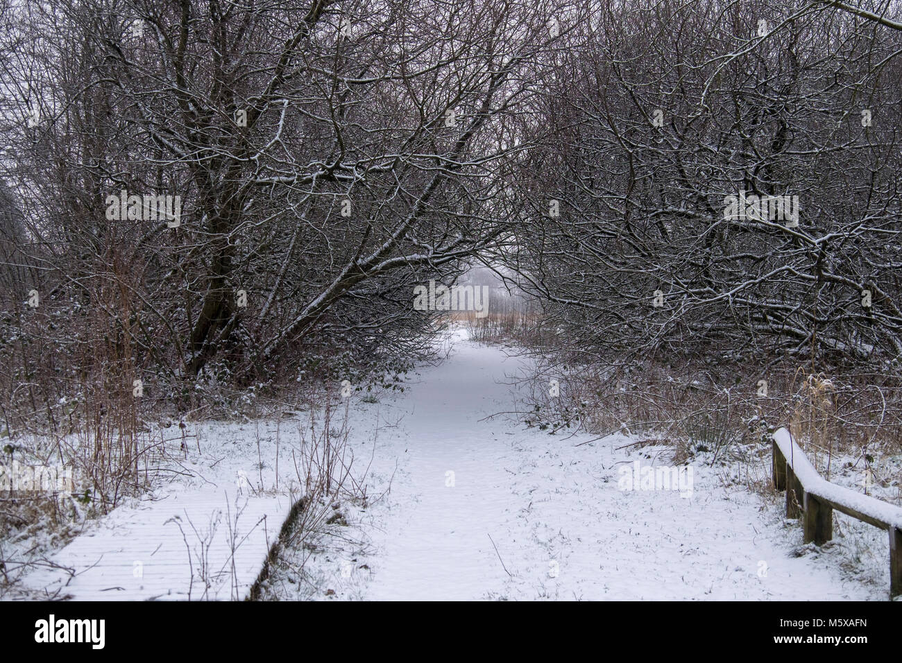 Snowfall hits bolton lancashire feb 2018 Stock Photo Alamy
