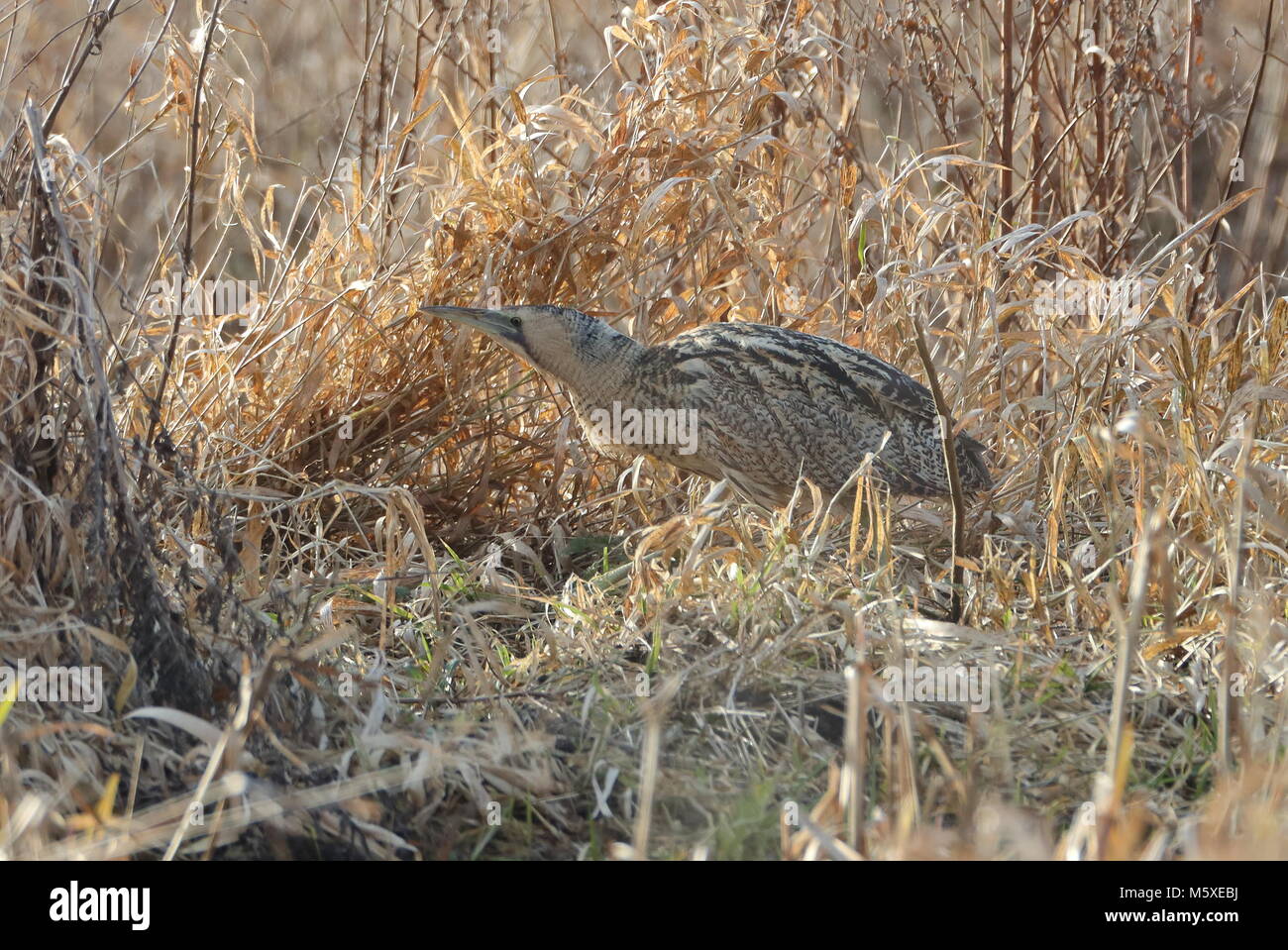 Skulking hi-res stock photography and images - Alamy