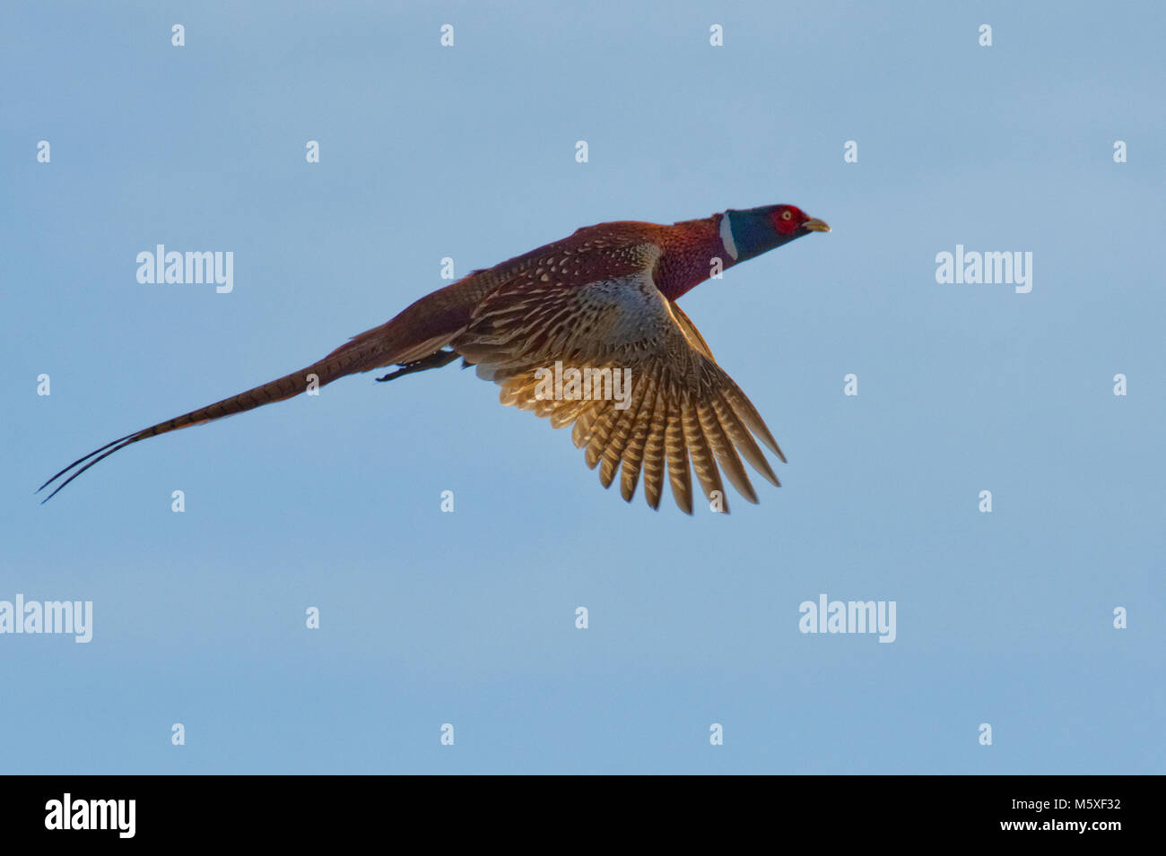 Pheasant Stock Photo