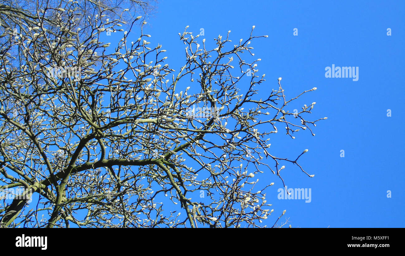 Upwards view of magnolia tree buds, uk Stock Photo