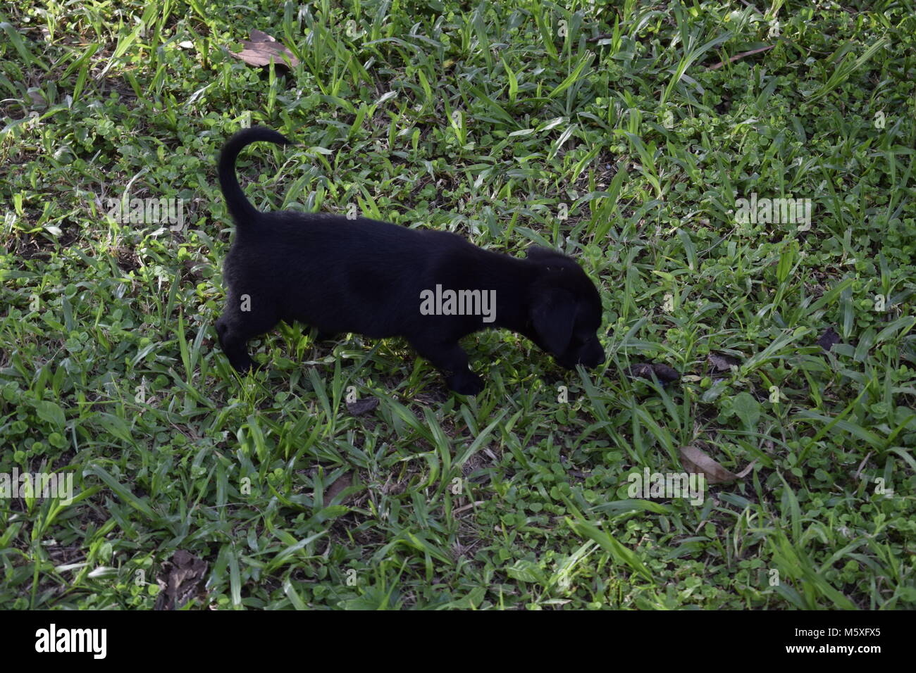 baby black puppy