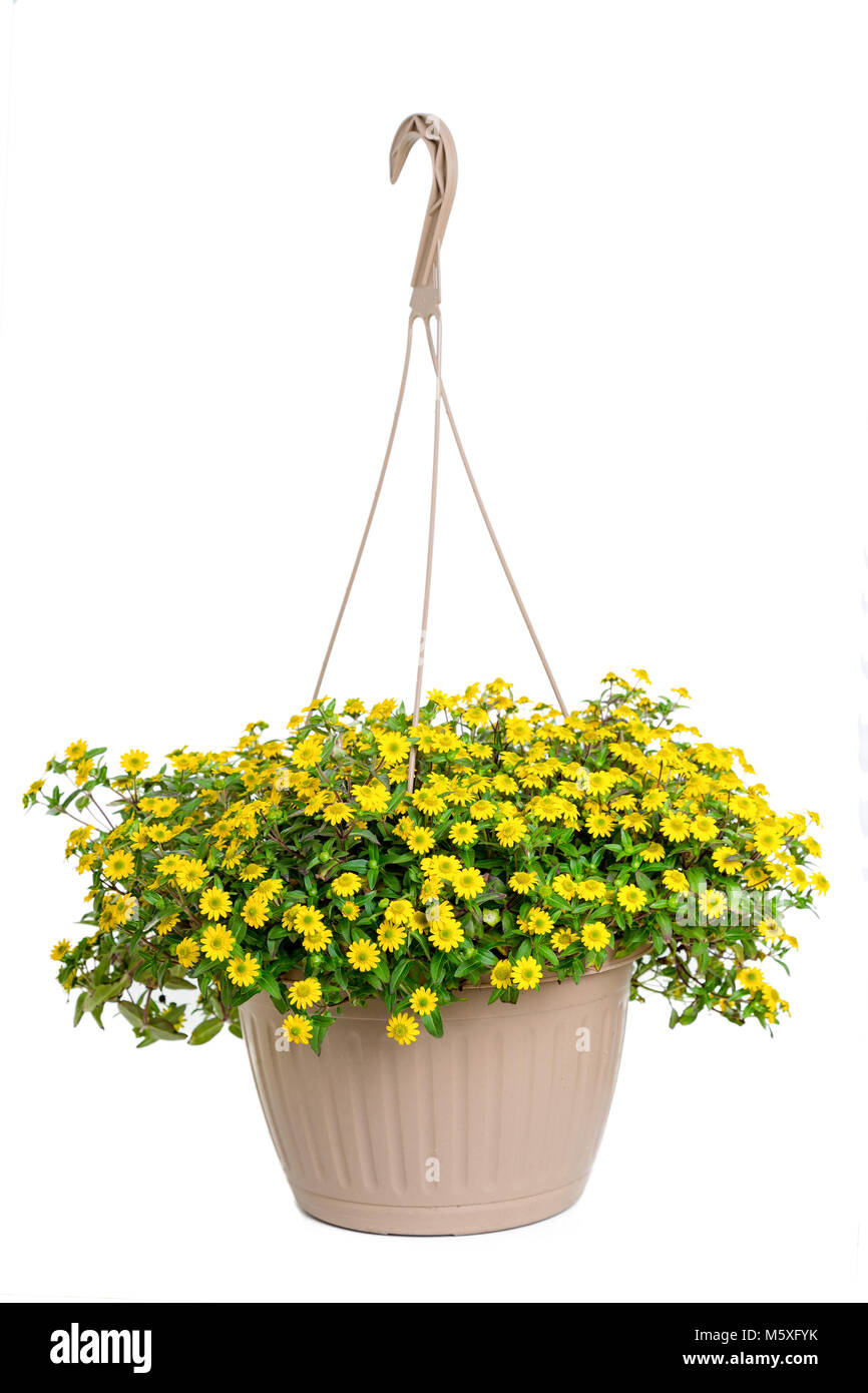 A hanging basket full of creeping yellow zinnia. Stock Photo