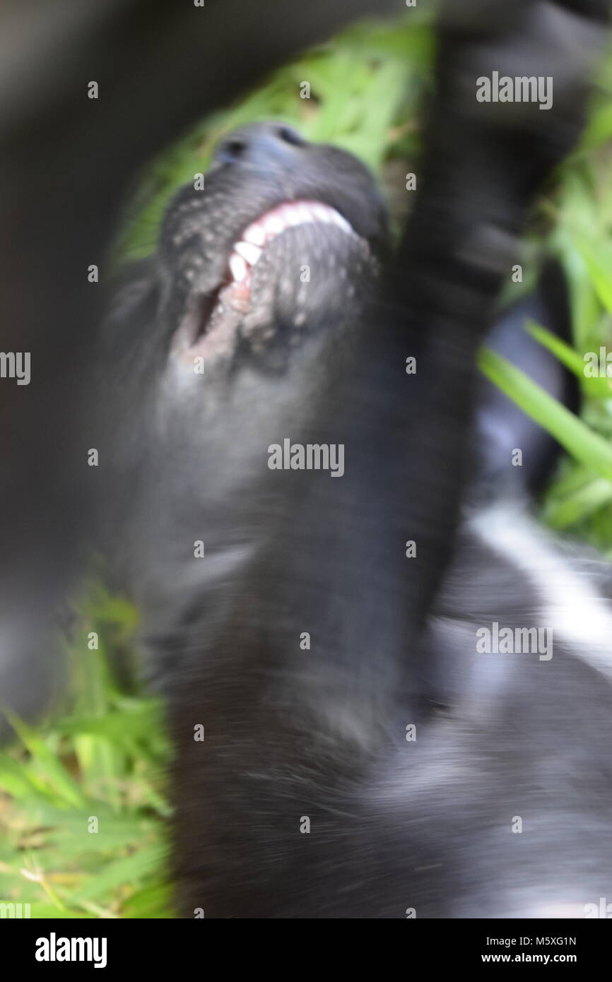 Dog struggling and showing teeth Stock Photo