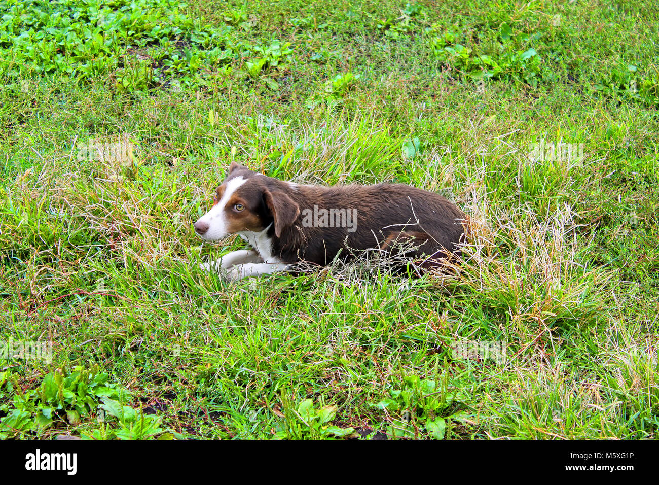Dog in the grass Stock Photo - Alamy