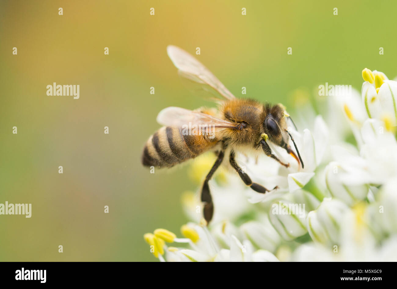 Honeybee (Apis mellifera) feeding on and gathering pollen from an onion flower (allium) Stock Photo