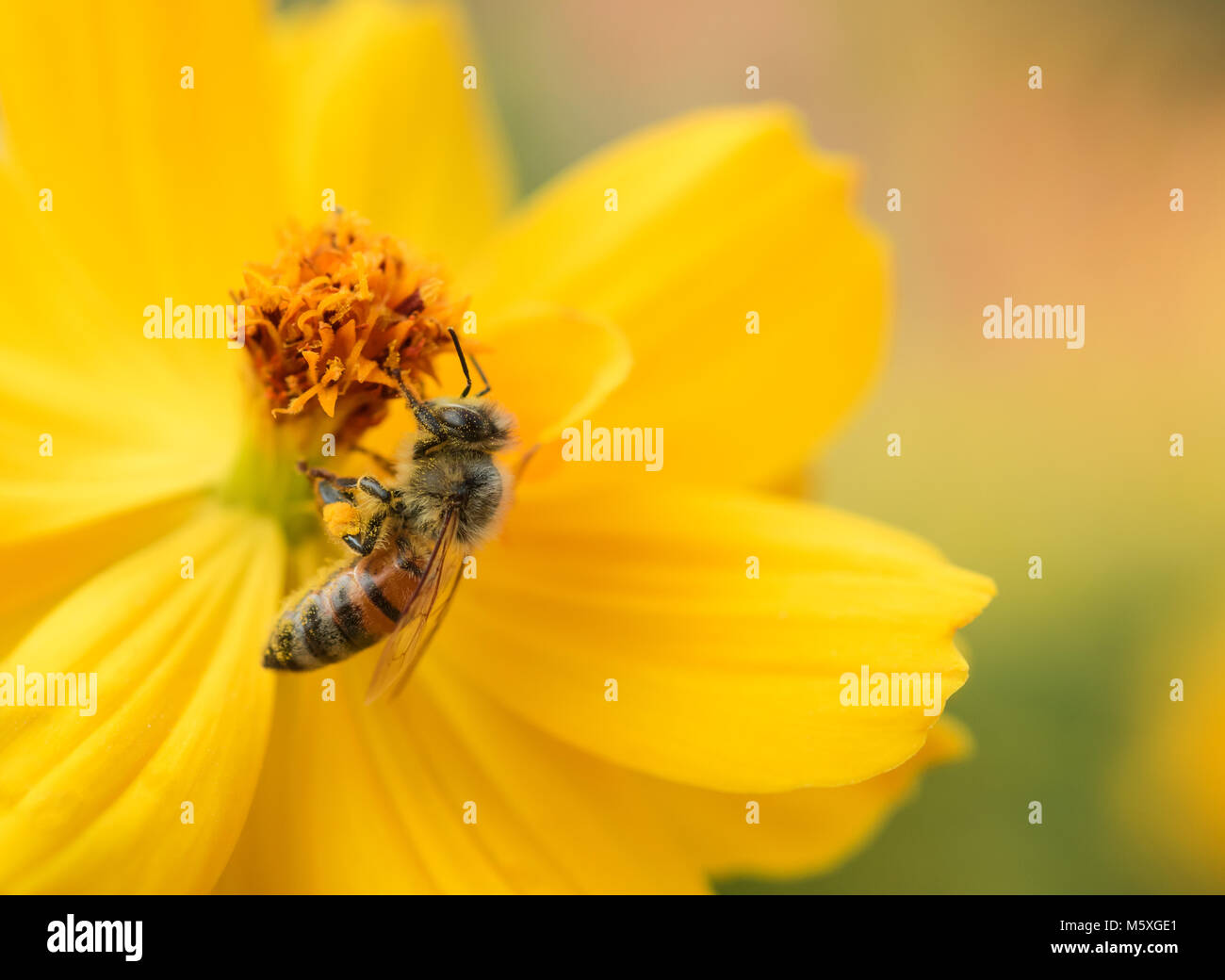 Honeybee (Apis mellifera) feeding on and gathering pollen from a yellow tickseed flower (coreopsis) Stock Photo