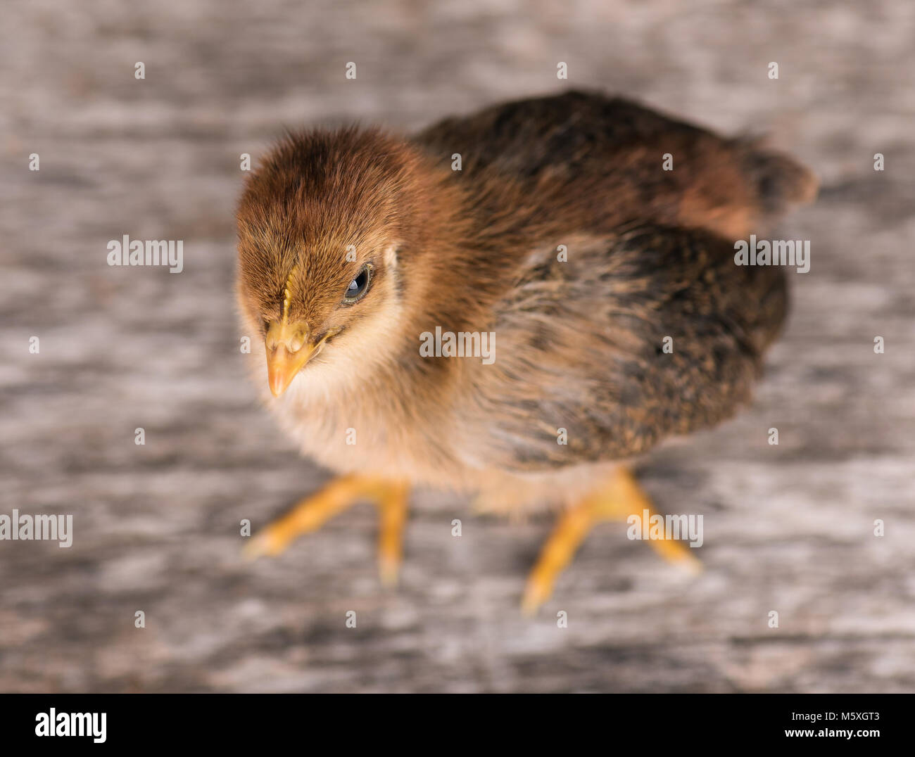 Cute little newborn chicken Stock Photo