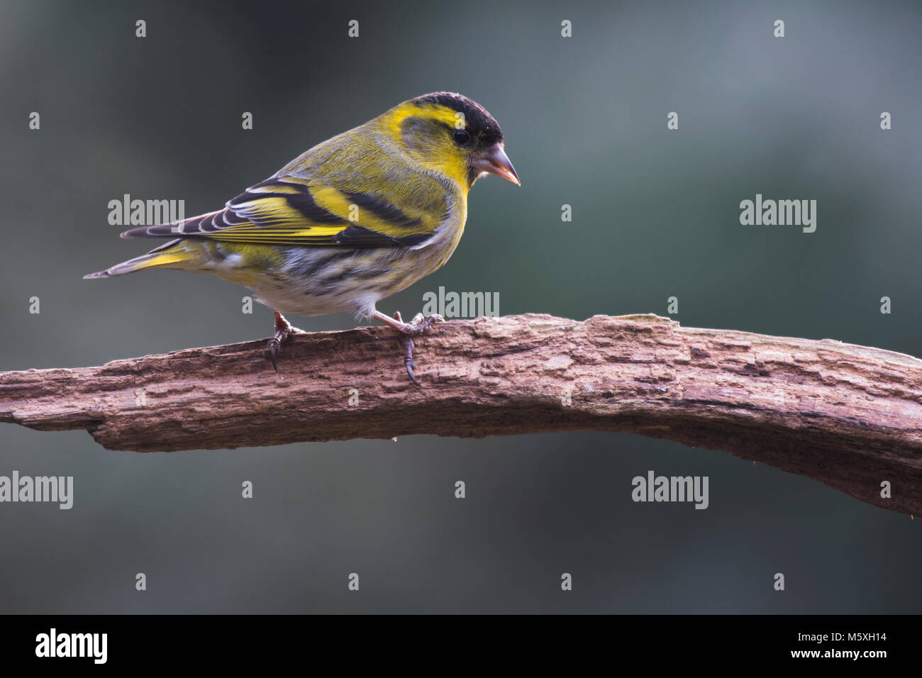 Eurasian siskin (Carduelis spinus), male, sitting on a branch, Emsland, Lower Saxony, Germany Stock Photo