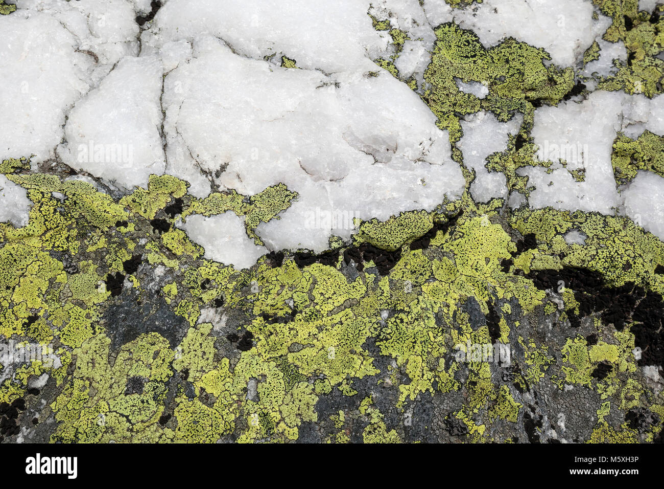 Yellow lichens on quartz sandstone, Ticino Alps, Canton Ticino, Switzerland Stock Photo