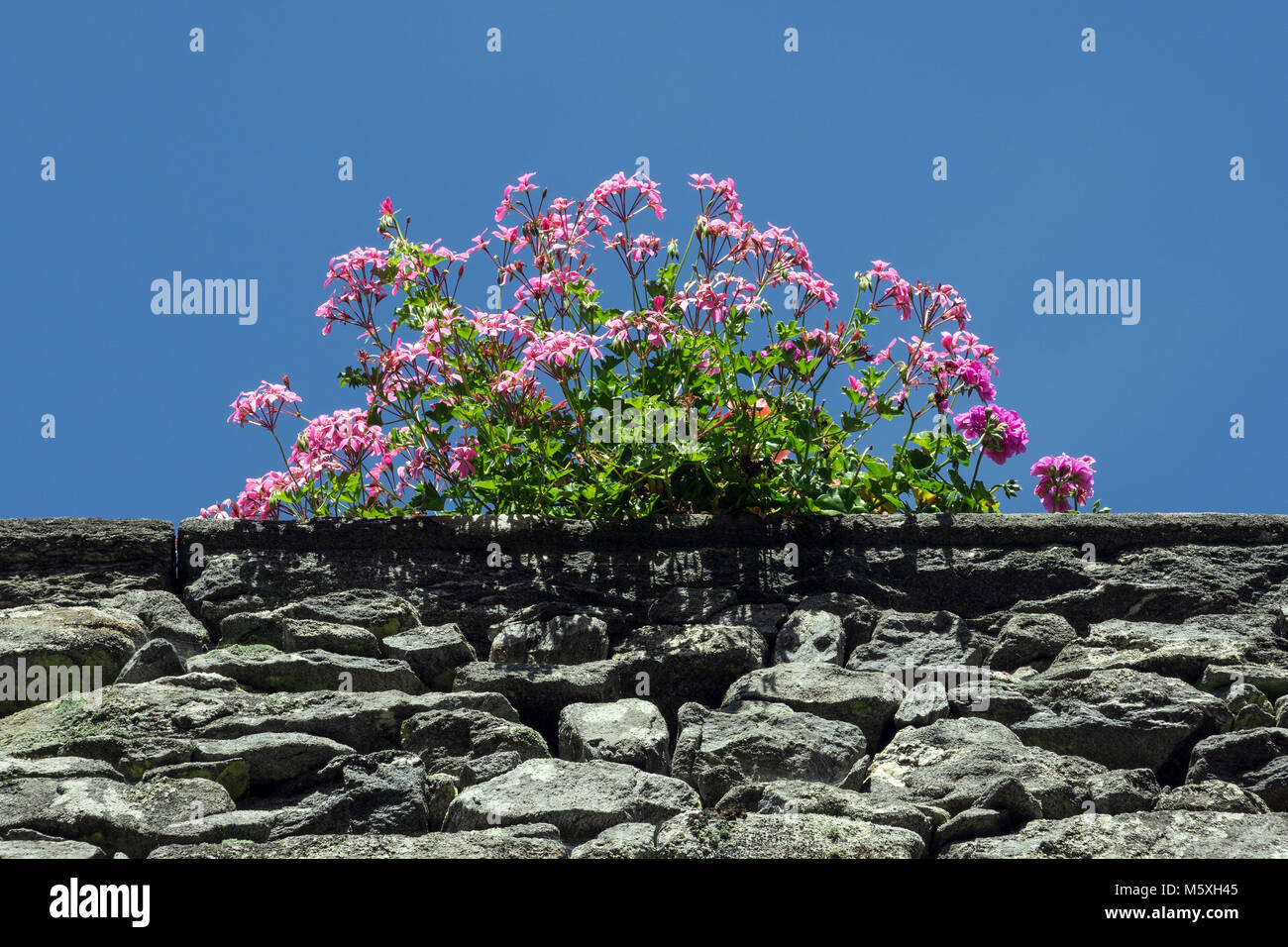 Pelargonium sidoides (Pelargonium sidoides) on stone wall, Comologno, Valle Onsernone, Canton Ticino, Switzerland Stock Photo
