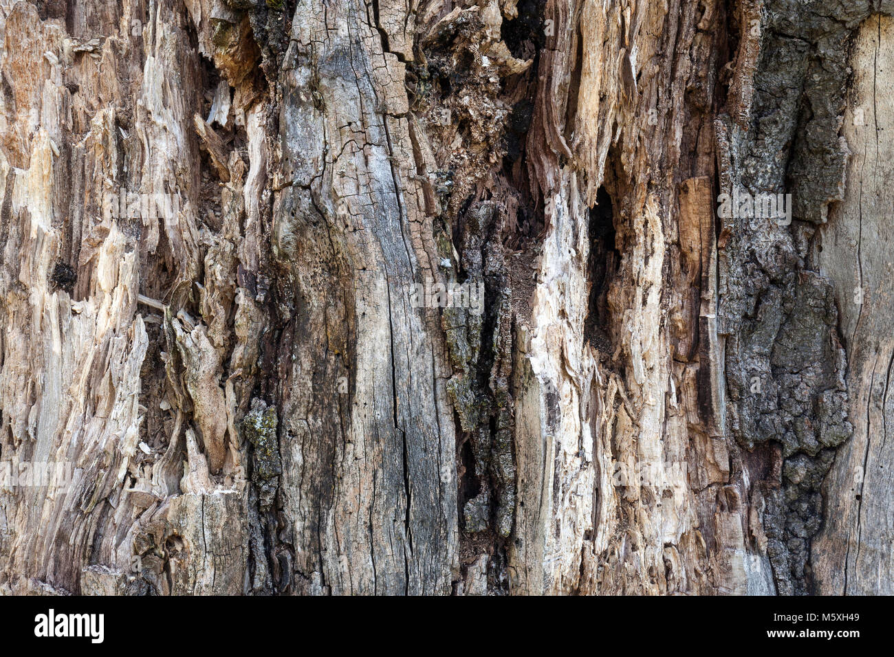 Weathered tree trunk, close-up, Canton Ticino, Switzerland Stock Photo