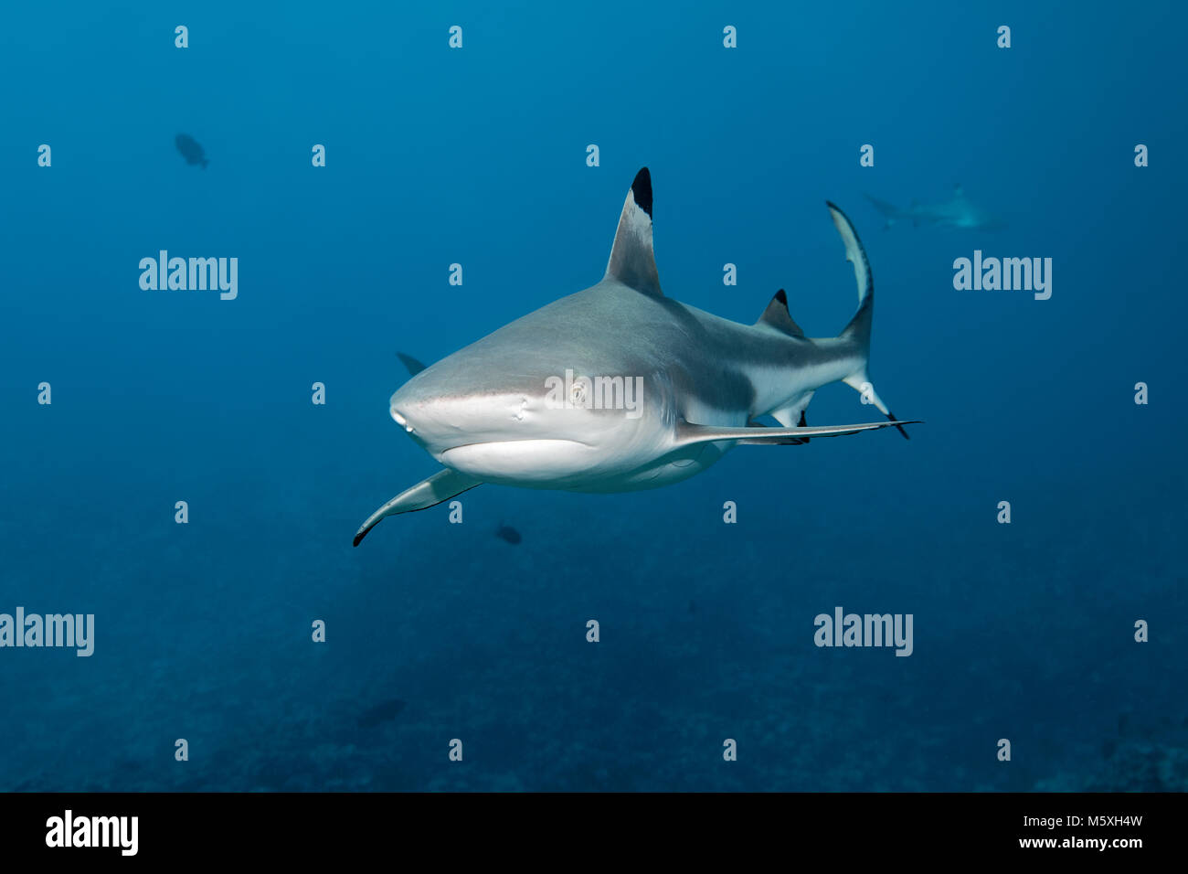 Blacktip Reef Shark Hi Res Stock Photography And Images Alamy