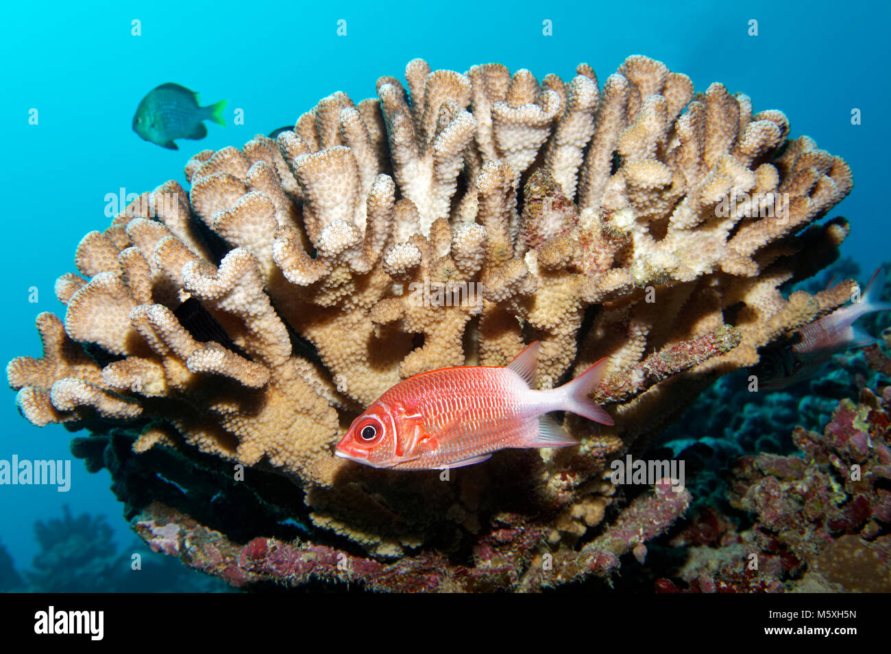Silverspot squirrelfish (Sargocentron caudimaculatum), behind Pocillopora verrucosa (Pocillopora verrucosa), in the coral reef Stock Photo