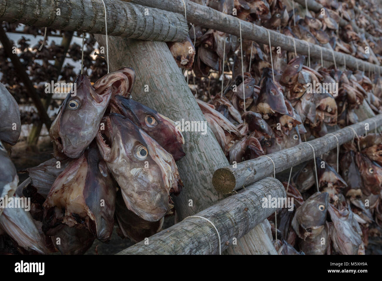 Stockfish imagem de stock. Imagem de escandinavo, pesca - 29769101