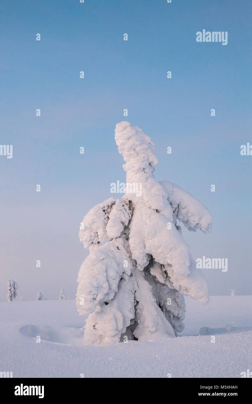 Snowy tree, winter landscape, Pyhä-Luosto National Park, Lapland, Finland Stock Photo
